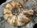 Hoploscaphites Brevis Ammonite - #44053-1